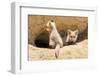 Wyoming, Lincoln County, Two Fox Kits Sit in Front of their Den-Elizabeth Boehm-Framed Photographic Print