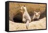 Wyoming, Lincoln County, Two Fox Kits Sit in Front of their Den-Elizabeth Boehm-Framed Stretched Canvas