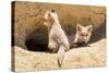 Wyoming, Lincoln County, Two Fox Kits Sit in Front of their Den-Elizabeth Boehm-Stretched Canvas