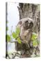 Wyoming, Long Eared Owl Chick Picking at Aspen Bud While Roosting-Elizabeth Boehm-Stretched Canvas