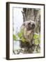 Wyoming, Long Eared Owl Chick Picking at Aspen Bud While Roosting-Elizabeth Boehm-Framed Photographic Print