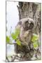 Wyoming, Long Eared Owl Chick Picking at Aspen Bud While Roosting-Elizabeth Boehm-Mounted Photographic Print