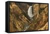 Wyoming, Lower Falls Yellowstone National Park-Patrick J. Wall-Framed Stretched Canvas