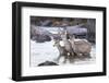 Wyoming, Mule Deer Doe and Fawns Standing in River During Autumn-Elizabeth Boehm-Framed Photographic Print