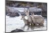 Wyoming, Mule Deer Doe and Fawns Standing in River During Autumn-Elizabeth Boehm-Mounted Photographic Print