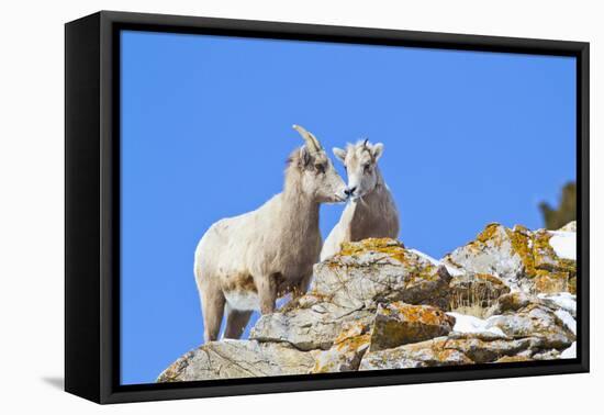 Wyoming, National Elk Refuge, Bighorn Sheep and Lamb Nuzzling-Elizabeth Boehm-Framed Stretched Canvas