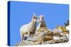 Wyoming, National Elk Refuge, Bighorn Sheep and Lamb Nuzzling-Elizabeth Boehm-Stretched Canvas