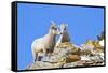 Wyoming, National Elk Refuge, Bighorn Sheep and Lamb Nuzzling-Elizabeth Boehm-Framed Stretched Canvas