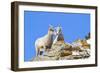 Wyoming, National Elk Refuge, Bighorn Sheep and Lamb Nuzzling-Elizabeth Boehm-Framed Photographic Print