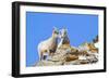 Wyoming, National Elk Refuge, Bighorn Sheep and Lamb Nuzzling-Elizabeth Boehm-Framed Photographic Print