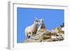 Wyoming, National Elk Refuge, Bighorn Sheep and Lamb Nuzzling-Elizabeth Boehm-Framed Photographic Print