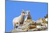 Wyoming, National Elk Refuge, Bighorn Sheep and Lamb Nuzzling-Elizabeth Boehm-Mounted Photographic Print