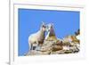 Wyoming, National Elk Refuge, Bighorn Sheep and Lamb Nuzzling-Elizabeth Boehm-Framed Photographic Print