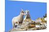 Wyoming, National Elk Refuge, Bighorn Sheep and Lamb Nuzzling-Elizabeth Boehm-Mounted Photographic Print