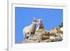 Wyoming, National Elk Refuge, Bighorn Sheep and Lamb Nuzzling-Elizabeth Boehm-Framed Photographic Print