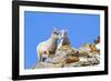 Wyoming, National Elk Refuge, Bighorn Sheep and Lamb Nuzzling-Elizabeth Boehm-Framed Photographic Print