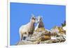 Wyoming, National Elk Refuge, Bighorn Sheep and Lamb Nuzzling-Elizabeth Boehm-Framed Photographic Print