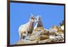 Wyoming, National Elk Refuge, Bighorn Sheep and Lamb Nuzzling-Elizabeth Boehm-Framed Photographic Print