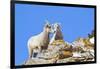 Wyoming, National Elk Refuge, Bighorn Sheep and Lamb Nuzzling-Elizabeth Boehm-Framed Photographic Print