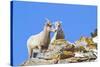 Wyoming, National Elk Refuge, Bighorn Sheep and Lamb Nuzzling-Elizabeth Boehm-Stretched Canvas