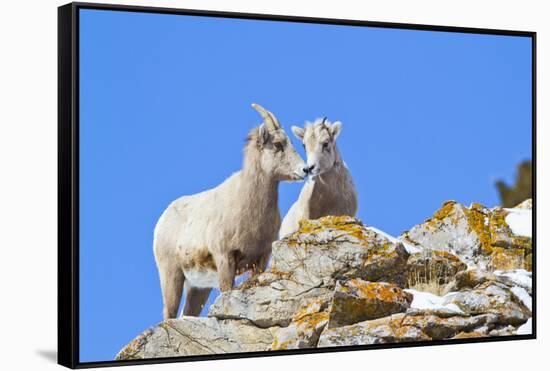 Wyoming, National Elk Refuge, Bighorn Sheep and Lamb Nuzzling-Elizabeth Boehm-Framed Stretched Canvas