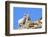 Wyoming, National Elk Refuge, Bighorn Sheep and Lamb Nuzzling-Elizabeth Boehm-Framed Photographic Print