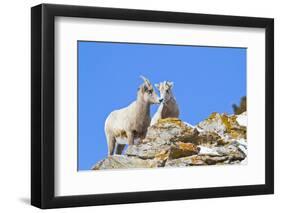 Wyoming, National Elk Refuge, Bighorn Sheep and Lamb Nuzzling-Elizabeth Boehm-Framed Photographic Print