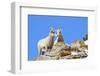 Wyoming, National Elk Refuge, Bighorn Sheep and Lamb Nuzzling-Elizabeth Boehm-Framed Photographic Print