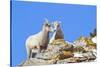 Wyoming, National Elk Refuge, Bighorn Sheep and Lamb Nuzzling-Elizabeth Boehm-Stretched Canvas