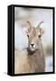 Wyoming, National Elk Refuge, Bighorn Sheep Ewe Portrait-Elizabeth Boehm-Framed Stretched Canvas