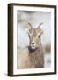 Wyoming, National Elk Refuge, Bighorn Sheep Ewe Portrait-Elizabeth Boehm-Framed Photographic Print