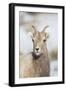 Wyoming, National Elk Refuge, Bighorn Sheep Ewe Portrait-Elizabeth Boehm-Framed Photographic Print