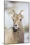 Wyoming, National Elk Refuge, Bighorn Sheep Ewe Portrait-Elizabeth Boehm-Mounted Photographic Print