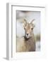 Wyoming, National Elk Refuge, Bighorn Sheep Ewe Portrait-Elizabeth Boehm-Framed Photographic Print