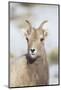 Wyoming, National Elk Refuge, Bighorn Sheep Ewe Portrait-Elizabeth Boehm-Mounted Photographic Print