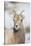 Wyoming, National Elk Refuge, Bighorn Sheep Ewe Portrait-Elizabeth Boehm-Stretched Canvas