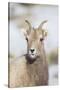 Wyoming, National Elk Refuge, Bighorn Sheep Ewe Portrait-Elizabeth Boehm-Stretched Canvas