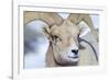 Wyoming, National Elk Refuge, Bighorn Sheep Ram Headshot-Elizabeth Boehm-Framed Photographic Print