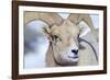 Wyoming, National Elk Refuge, Bighorn Sheep Ram Headshot-Elizabeth Boehm-Framed Photographic Print