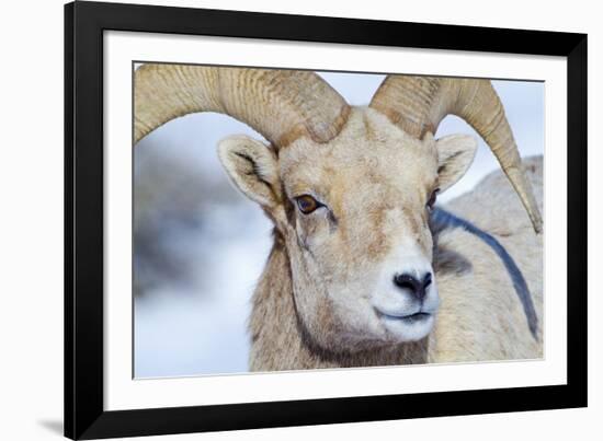 Wyoming, National Elk Refuge, Bighorn Sheep Ram Headshot-Elizabeth Boehm-Framed Photographic Print