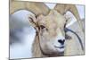 Wyoming, National Elk Refuge, Bighorn Sheep Ram Headshot-Elizabeth Boehm-Mounted Photographic Print