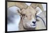 Wyoming, National Elk Refuge, Bighorn Sheep Ram Headshot-Elizabeth Boehm-Framed Photographic Print