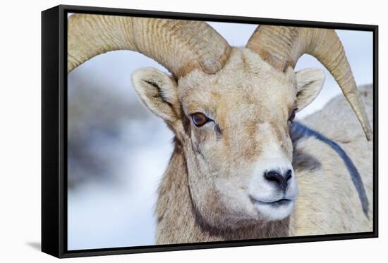 Wyoming, National Elk Refuge, Bighorn Sheep Ram Headshot-Elizabeth Boehm-Framed Stretched Canvas