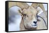 Wyoming, National Elk Refuge, Bighorn Sheep Ram Headshot-Elizabeth Boehm-Framed Stretched Canvas