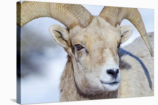 Wyoming, National Elk Refuge, Bighorn Sheep Ram Headshot-Elizabeth Boehm-Stretched Canvas