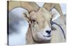 Wyoming, National Elk Refuge, Bighorn Sheep Ram Headshot-Elizabeth Boehm-Stretched Canvas