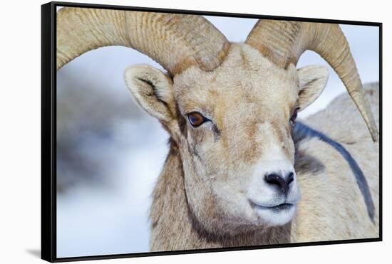 Wyoming, National Elk Refuge, Bighorn Sheep Ram Headshot-Elizabeth Boehm-Framed Stretched Canvas