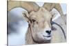 Wyoming, National Elk Refuge, Bighorn Sheep Ram Headshot-Elizabeth Boehm-Stretched Canvas