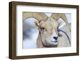 Wyoming, National Elk Refuge, Bighorn Sheep Ram Headshot-Elizabeth Boehm-Framed Photographic Print
