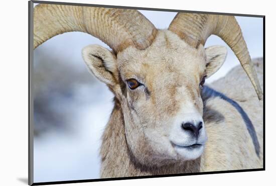 Wyoming, National Elk Refuge, Bighorn Sheep Ram Headshot-Elizabeth Boehm-Mounted Photographic Print